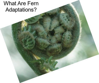 What Are Fern Adaptations?
