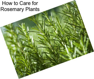 How to Care for Rosemary Plants