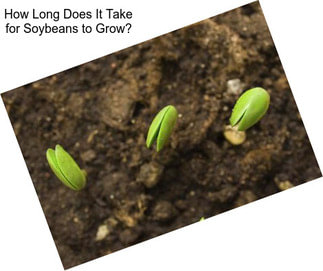 How Long Does It Take for Soybeans to Grow?