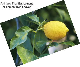 Animals That Eat Lemons or Lemon Tree Leaves