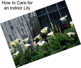 How to Care for an Indoor Lily