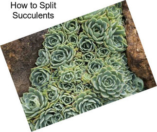 How to Split Succulents