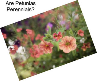 Are Petunias Perennials?