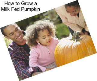 How to Grow a Milk Fed Pumpkin