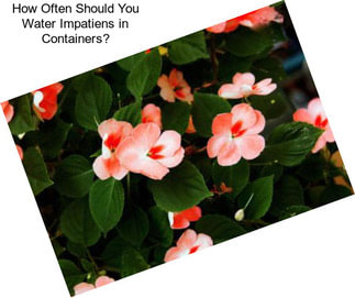 How Often Should You Water Impatiens in Containers?