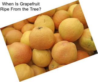 When Is Grapefruit Ripe From the Tree?