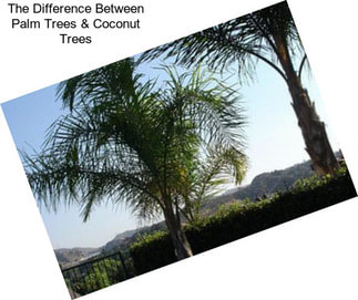 The Difference Between Palm Trees & Coconut Trees