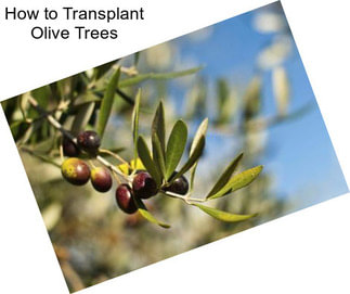 How to Transplant Olive Trees