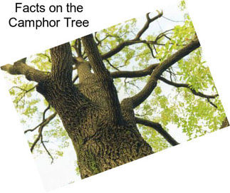 Facts on the Camphor Tree