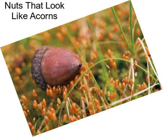 Nuts That Look Like Acorns