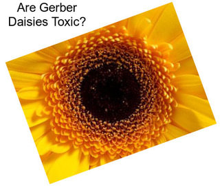 Are Gerber Daisies Toxic?