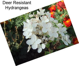 Deer Resistant Hydrangeas