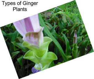 Types of Ginger Plants
