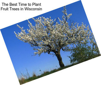 The Best Time to Plant Fruit Trees in Wisconsin