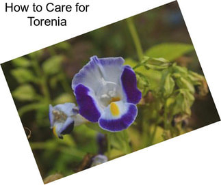 How to Care for Torenia