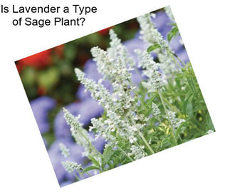 Is Lavender a Type of Sage Plant?