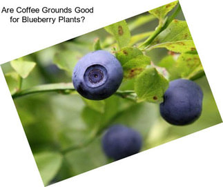 Are Coffee Grounds Good for Blueberry Plants?