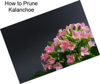 How to Prune Kalanchoe