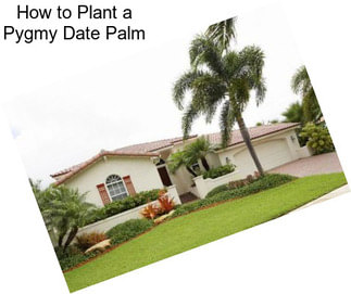 How to Plant a Pygmy Date Palm