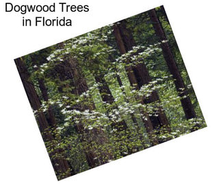 Dogwood Trees in Florida