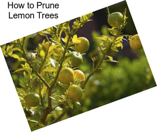 How to Prune Lemon Trees