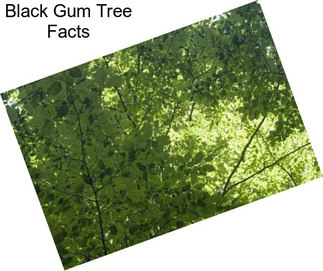 Black Gum Tree Facts