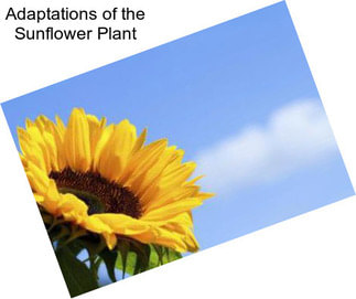 Adaptations of the Sunflower Plant