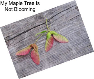 My Maple Tree Is Not Blooming