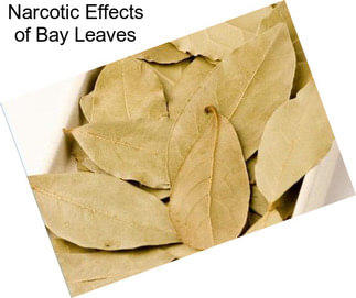 Narcotic Effects of Bay Leaves