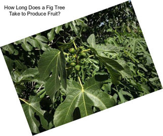 How Long Does a Fig Tree Take to Produce Fruit?