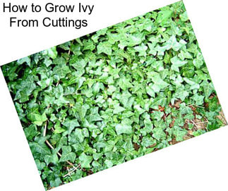 How to Grow Ivy From Cuttings