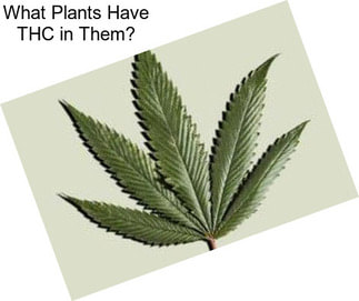 What Plants Have THC in Them?