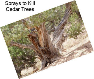 Sprays to Kill Cedar Trees
