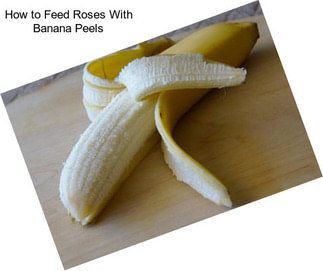 How to Feed Roses With Banana Peels