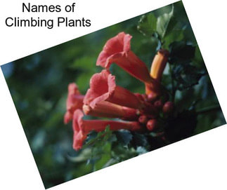 Names of Climbing Plants