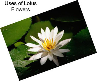 Uses of Lotus Flowers