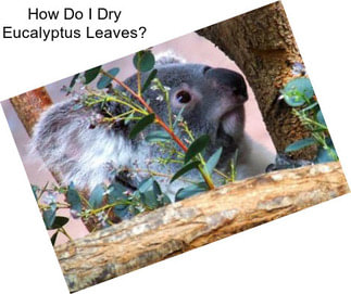 How Do I Dry Eucalyptus Leaves?