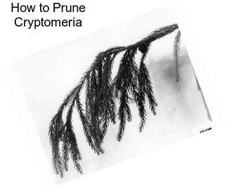 How to Prune Cryptomeria