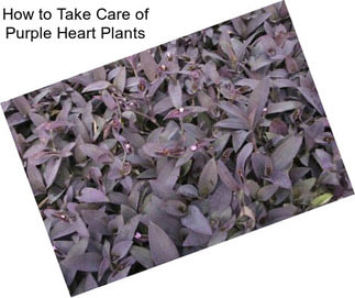 How to Take Care of Purple Heart Plants