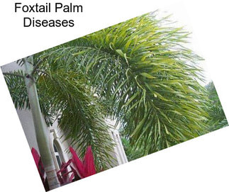 Foxtail Palm Diseases