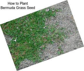 How to Plant Bermuda Grass Seed