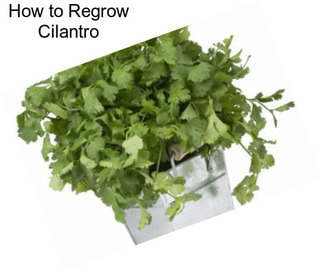 How to Regrow Cilantro