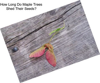 How Long Do Maple Trees Shed Their Seeds?