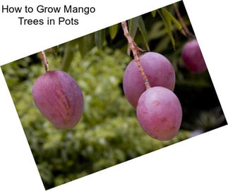 How to Grow Mango Trees in Pots