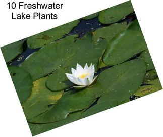 10 Freshwater Lake Plants