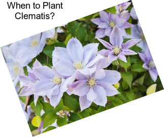 When to Plant Clematis?