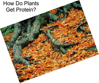 How Do Plants Get Protein?