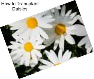 How to Transplant Daisies