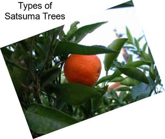 Types of Satsuma Trees