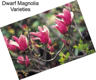 Dwarf Magnolia Varieties